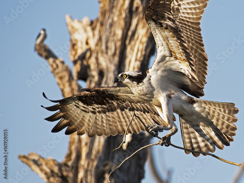 Osprey in Flight