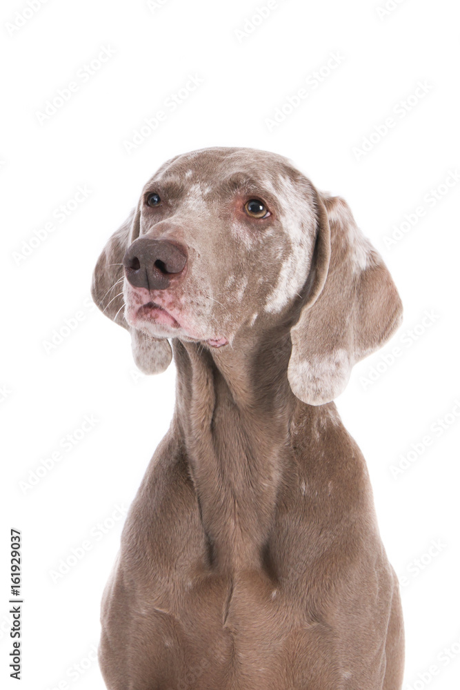 Portrait of an old weimaraner dog with vitiligo.