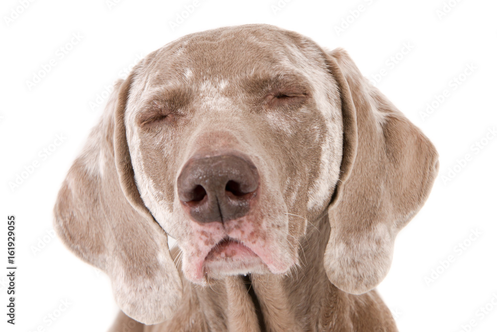Portrait of an old weimaraner dog with closed eyes