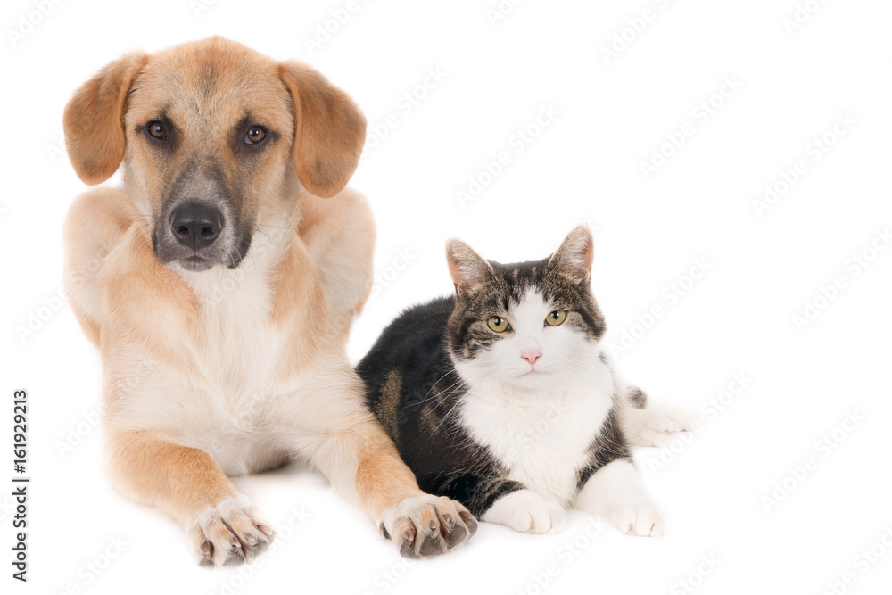 Fotografie Looking dog and cat, sitting side by side. White background.