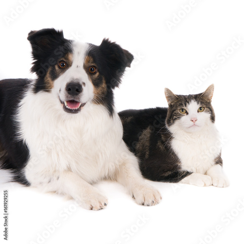 Looking cat and dog, side by side. White background.