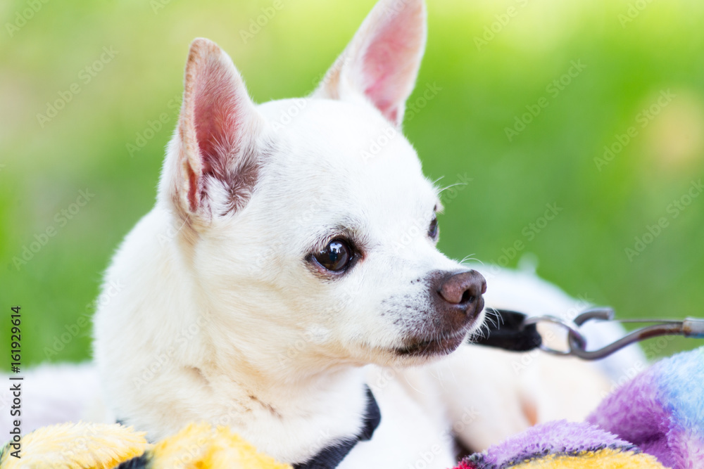 white chihuahua white chihuahua