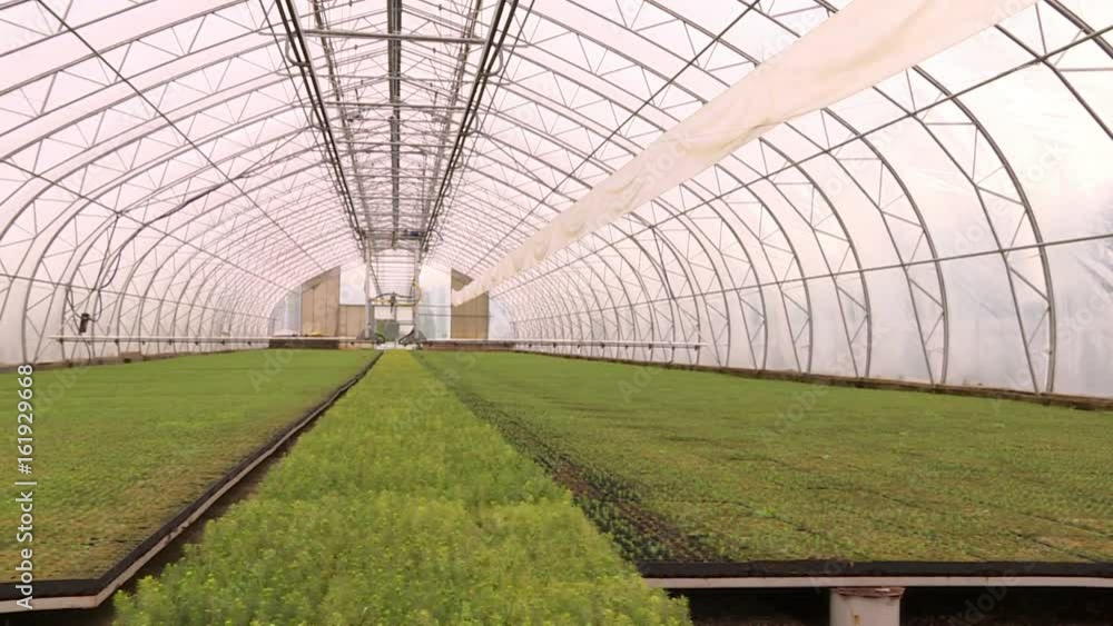 The seedlings in the greenhouse.Large industrial greenhouses. Green beds. The seedlings in the greenhouse.Large industrial greenhouses. Green beds.