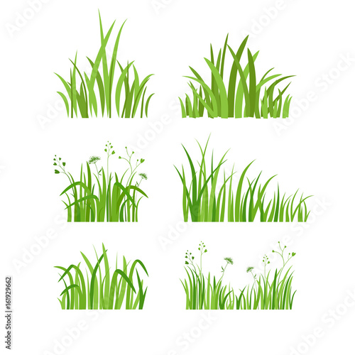 Fototapeta Zestaw zielonej trawy