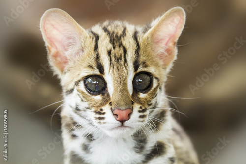 Leopard cat (Prionailurus bengalensis)
