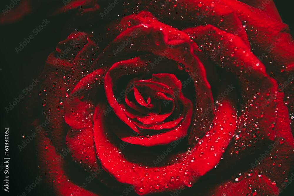 Naklejka premium Top view and close up image on bright Red Rose and water drops for Valentine's Day