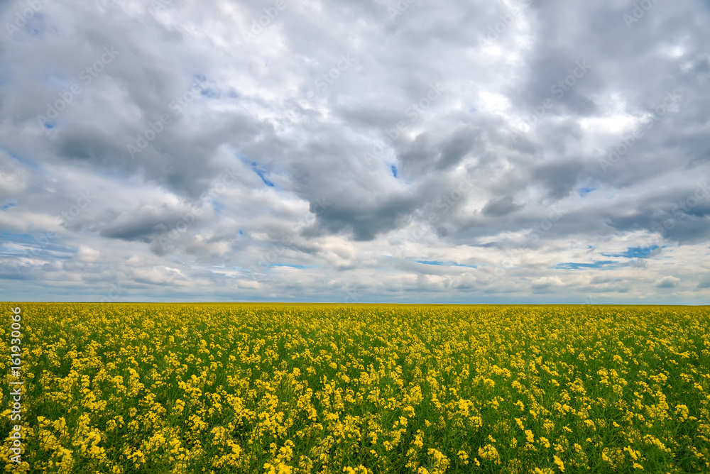 Canola or rape field and cloudy sky nature background
