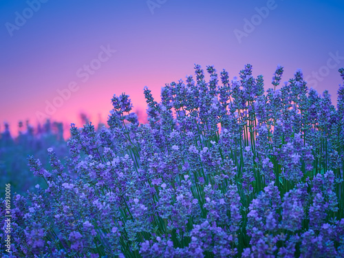 Lavender field at sunset
 photo