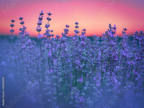 Lavender field at sunset
 photo