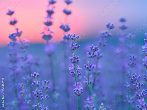 Lavender field at sunset
 photo