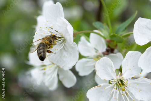 Труженица пчела собирает весенний нектар с цветущей яблони. Вся в пыльце.