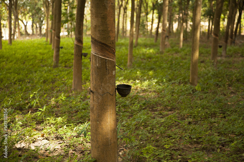 Rows of rubber trees being tapped in a plantation photo
