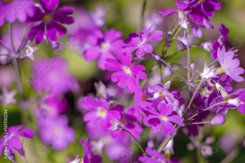 Violet Flowers