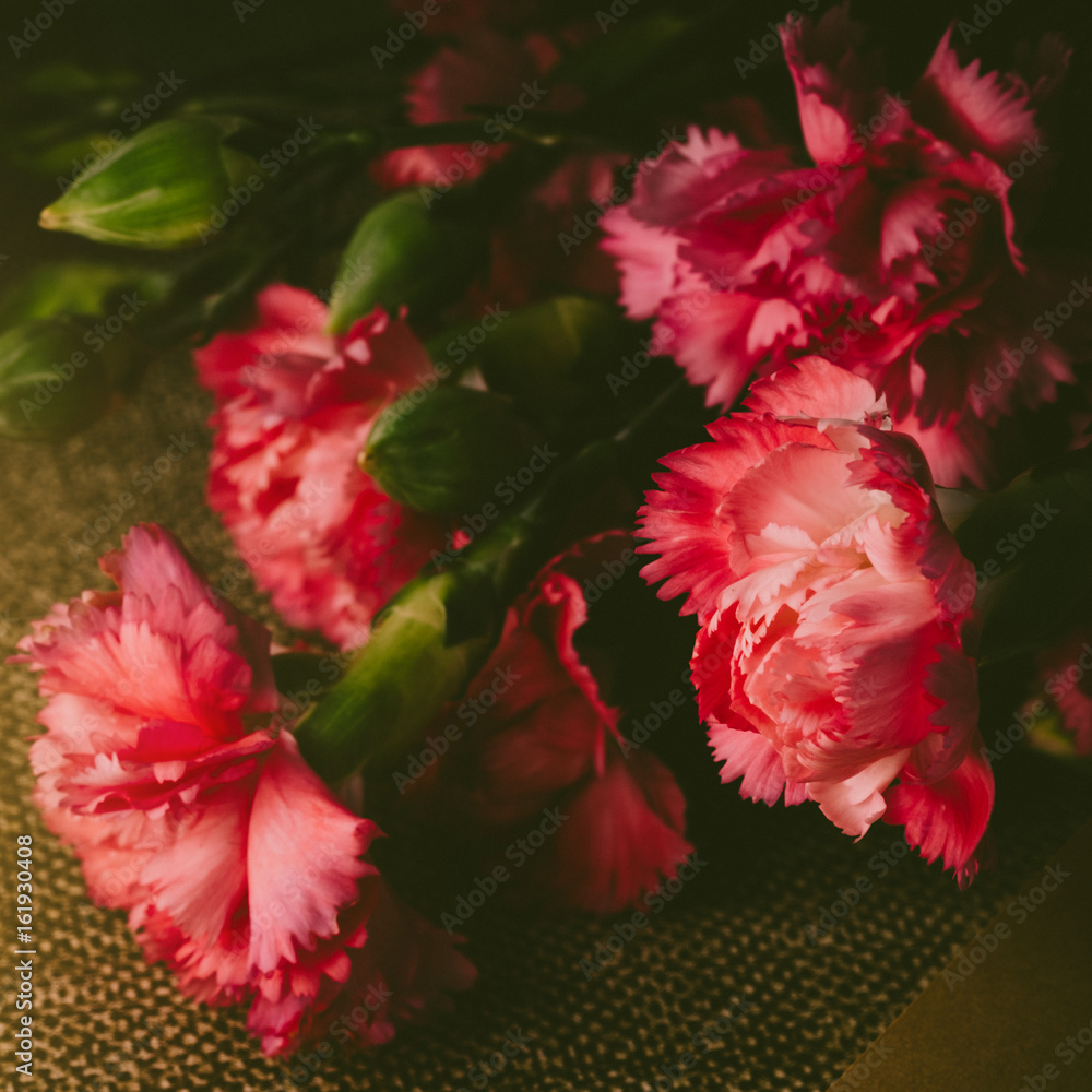 Beautiful bright pink carnation petals on dark background. Vintge image style