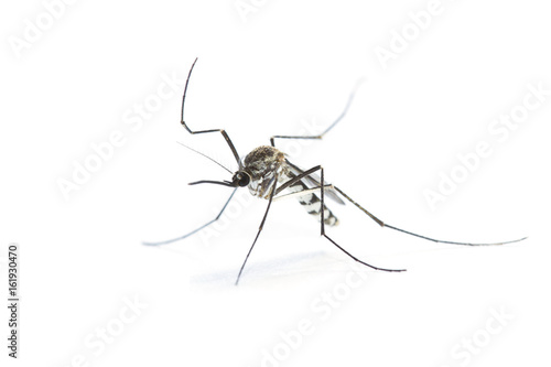 Mosquito-borne diseases infection zika virus (Aedes aegypti) on a white background, carrier of the dengue fever 