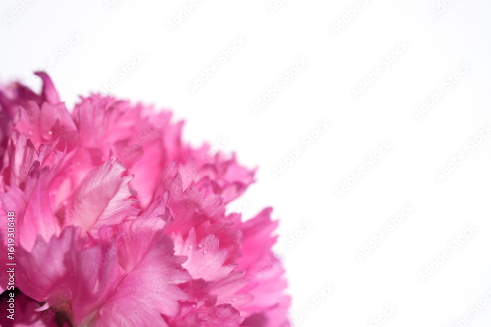 Beautiful bright pink carnation with water drops on petals