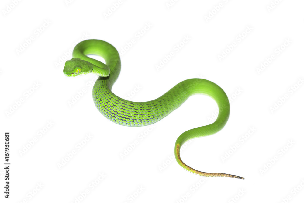 Snake in nature,Green pit viper, Asian pit viper, Trimeresurus (Viperidae) Snake in nature,Green pit viper, Asian pit viper, Trimeresurus (Viperidae)