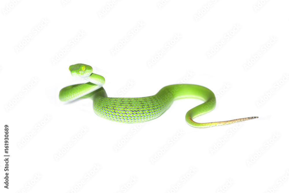 Fototapeta premium Snake in nature,Green pit viper, Asian pit viper, Trimeresurus (Viperidae)