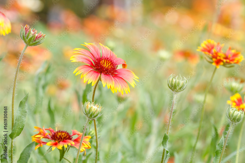 Colorful  Zinnia flower in park