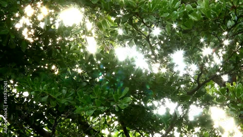 sunlight with green leaves of Ivory Coast almond tree. sunlight with green leaves of Ivory Coast almond tree.