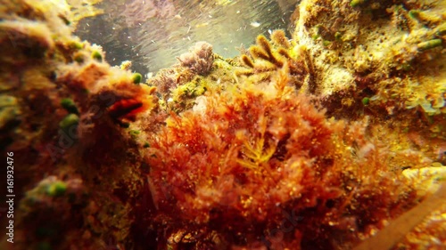 Waves Swaies Red Seaweeds Underwater Mediterranean Sea Near Surface of Water photo