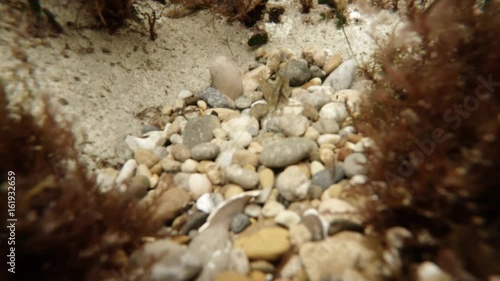 Shrimp on Sea Stones Underwater Mediterranean Coast Seaweeds Around photo