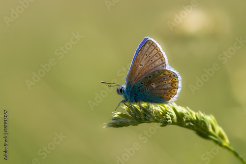 Male common blue butterfly on grass
