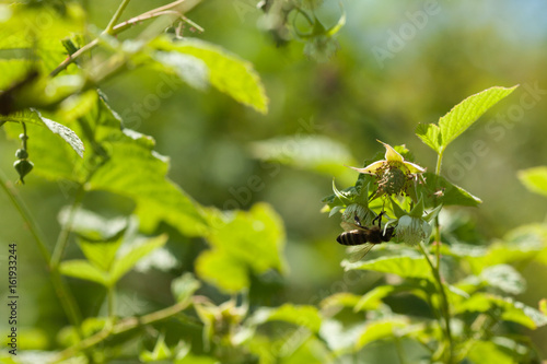 Bee gathering pollen a raspberry flowers.Collection of honey and pollination of plants.