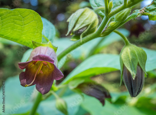 Belladonna or deadly nightshade (Atropa belladonna), Bavaria, Germany, Europe