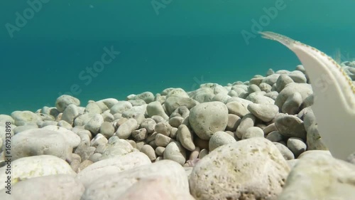 Tetraodon Looks in Camera and Eats Gills Some Fish Swim Around Underwater Macro Mediterranean Sea photo