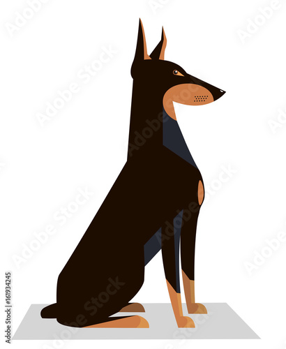 Doberman sits on a white background