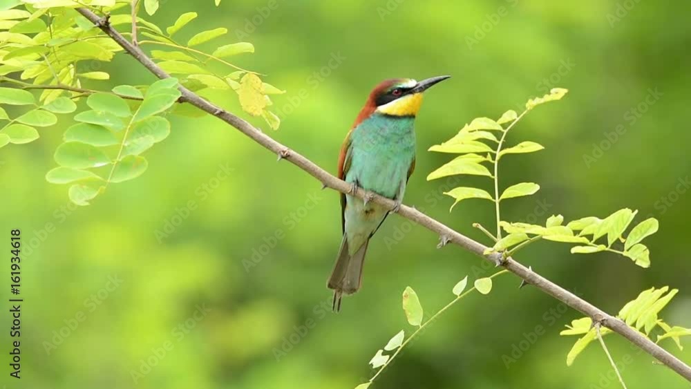 European bee-eater ( Merops apiaster ) European bee-eater ( Merops apiaster )