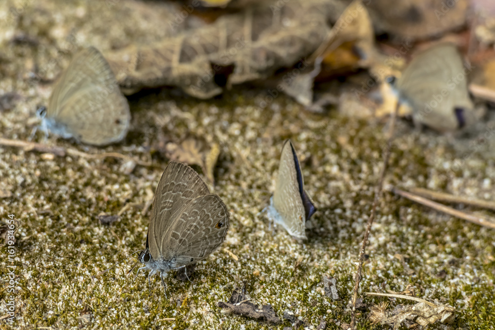 Obraz premium Asia Butterfly