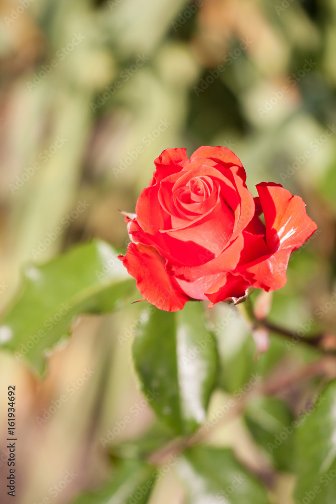 Roses Roses