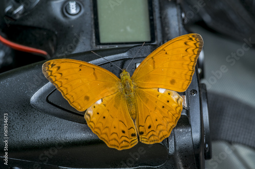 Asia Butterfly on camera photo