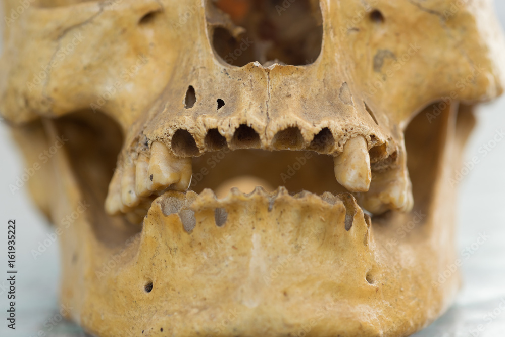 Human skull teeth Human skull teeth