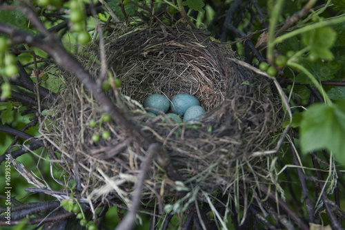 Bird nest with blue eggs