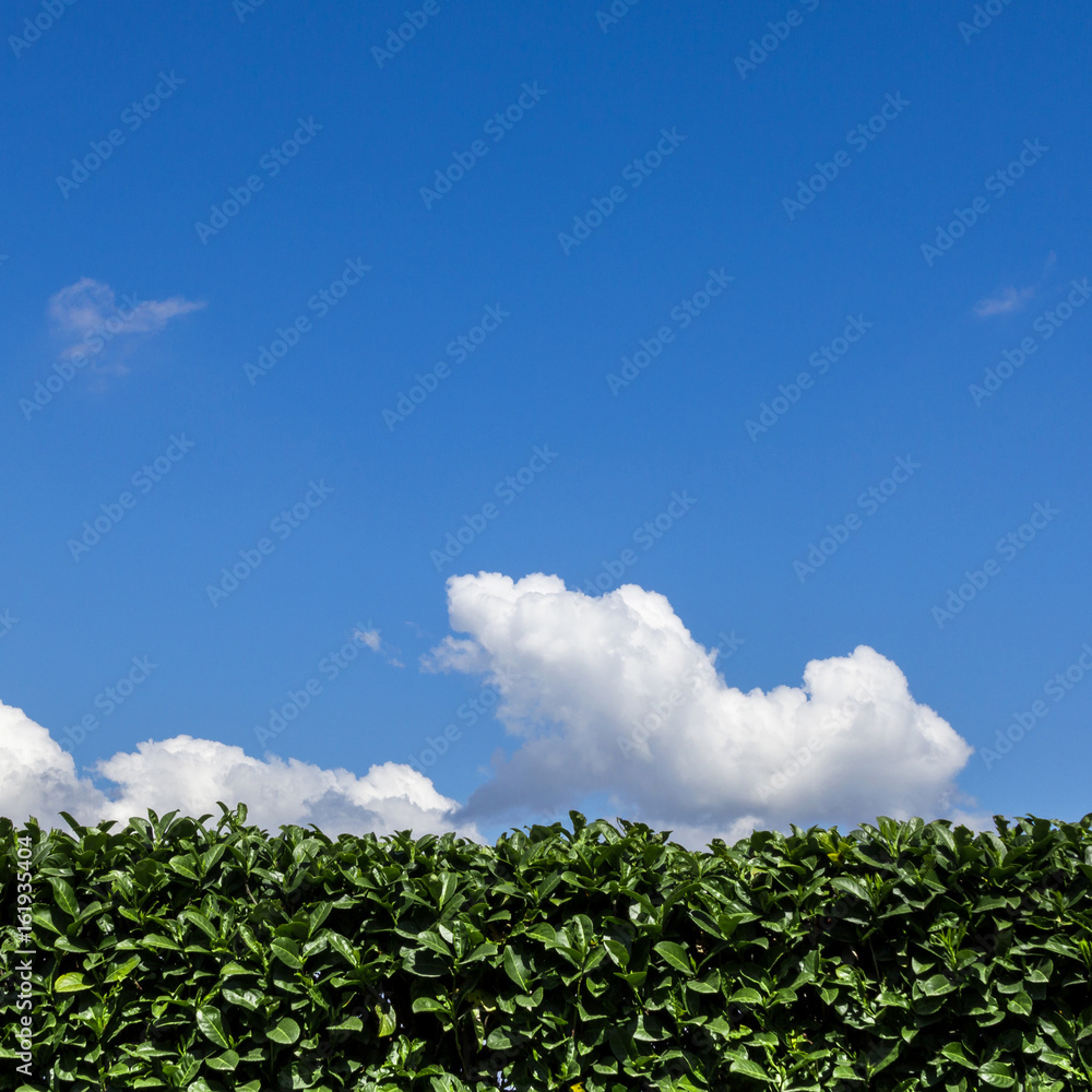 Hedge and blue sky Hedge and blue sky