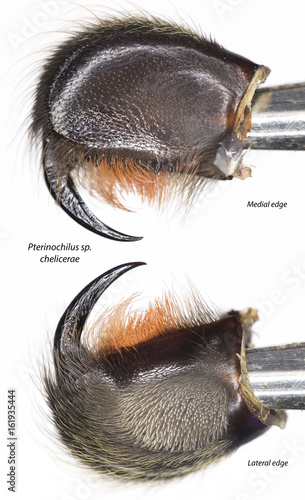 Pterinochilus sp. chelicerae