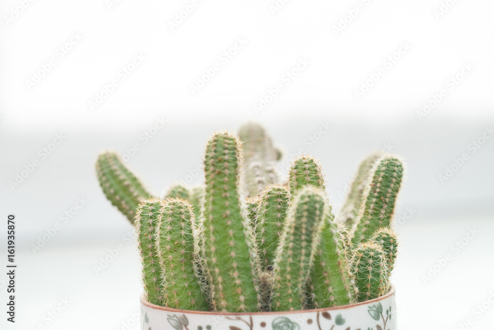 Decorative cactus on a white background Decorative cactus on a white background