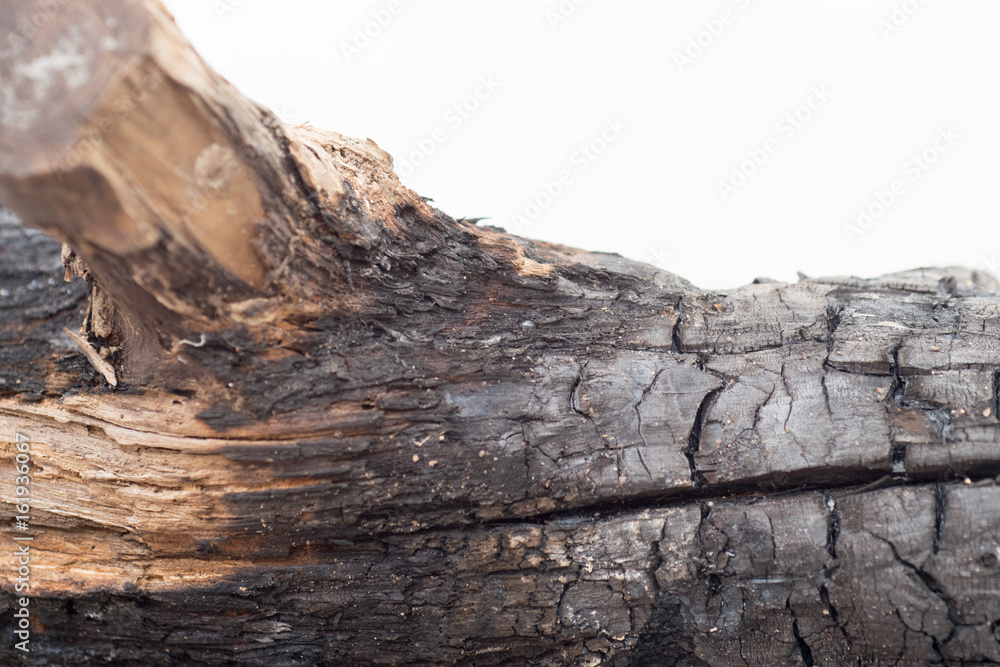 Burnt wood texture