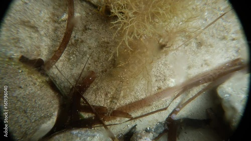 Shrimp Moves on Seacoast Among Algae Underwater Mediterranean Sea Macro photo