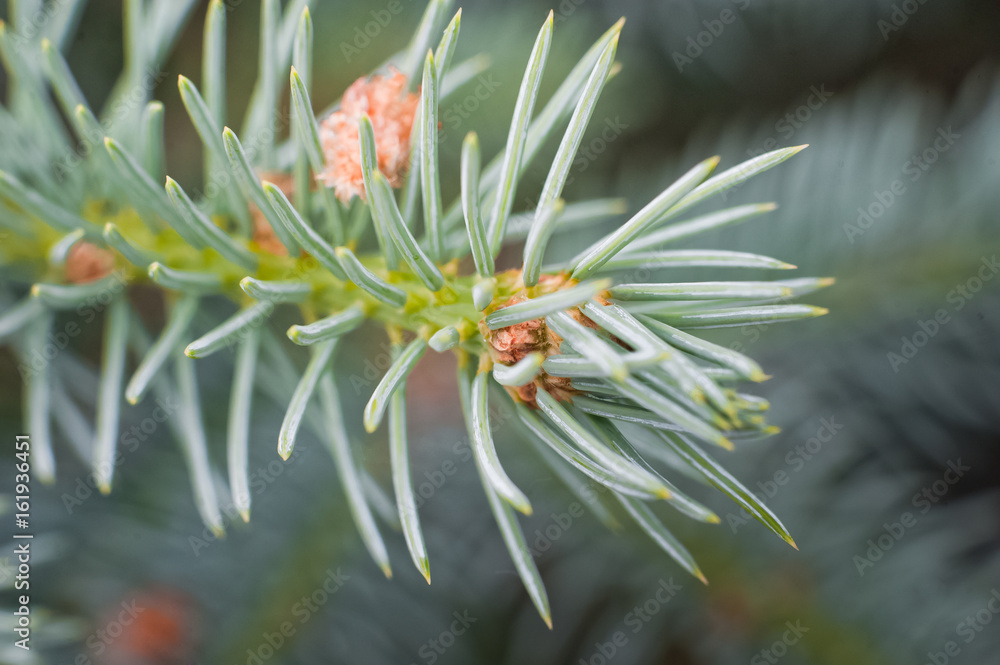 Fototapeta premium Sprig of spruce macro. Green and blue spruce. Fluffy and barbed tree branches