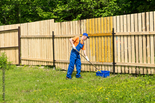 Male handyman wearing blue overalls paints wooden fence with a paint roll