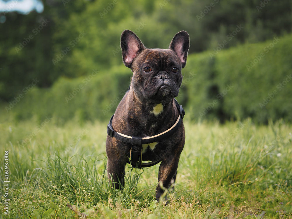 Dog on green grass lawn. Portrait of a French bulldog