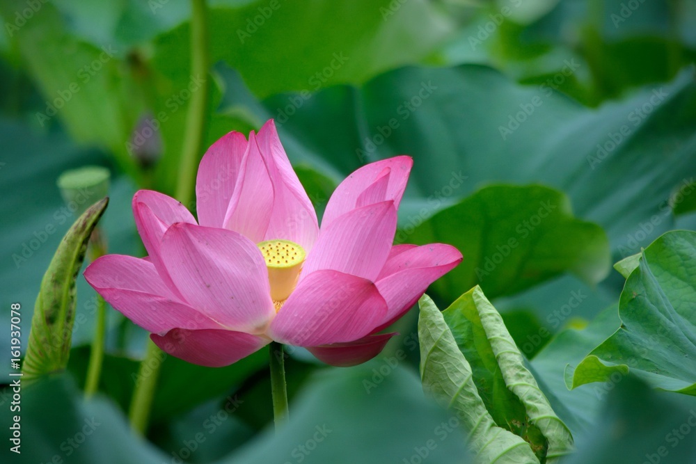 Pink water lily flower (lotus)