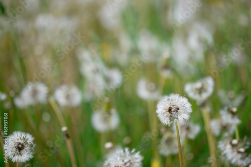 White and fluffy dandelion field. Green meadow.