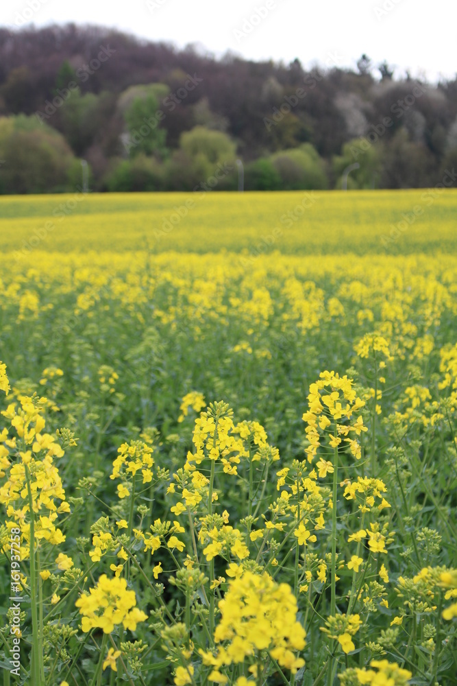 rape field yellow flowers