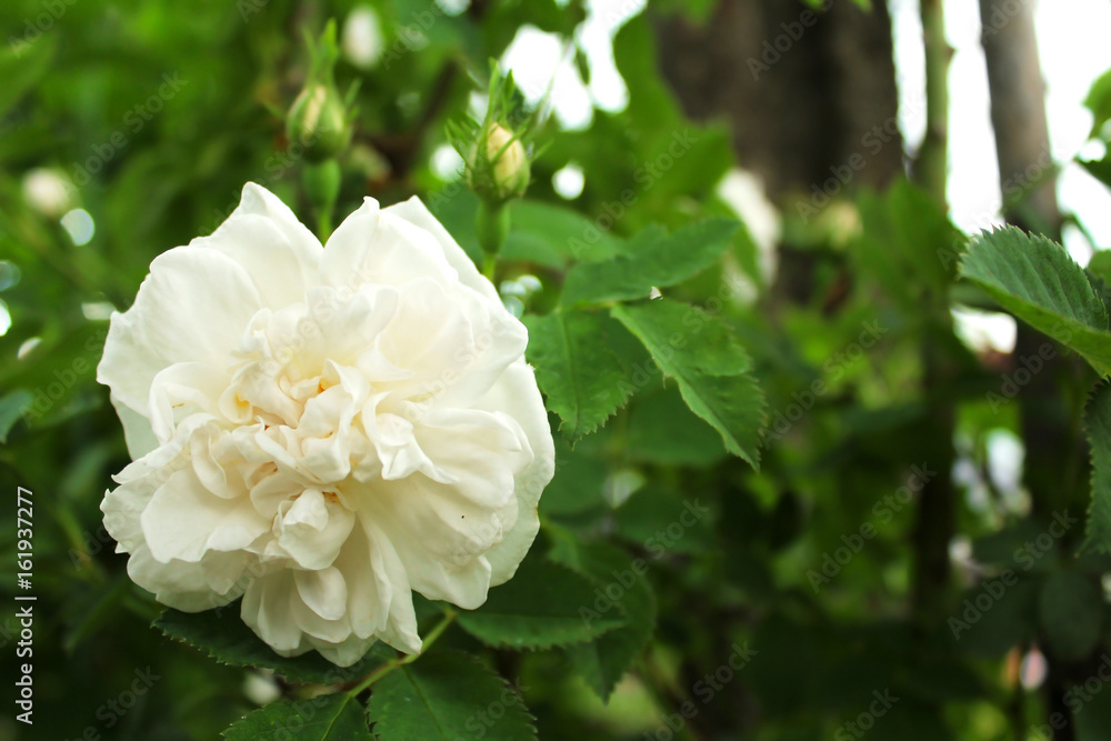 White rose on a green background. Garden flowers. White rose on a green background. Garden flowers.