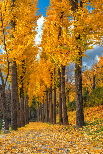 Fototapeta Naklejka Na Ścianę i Meble -  Autumn Leaves and Color Changes in Seoul Park, Korea
